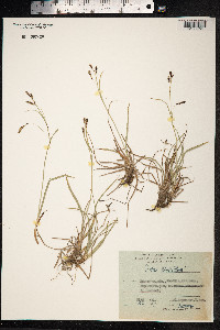 Carex microchaeta image