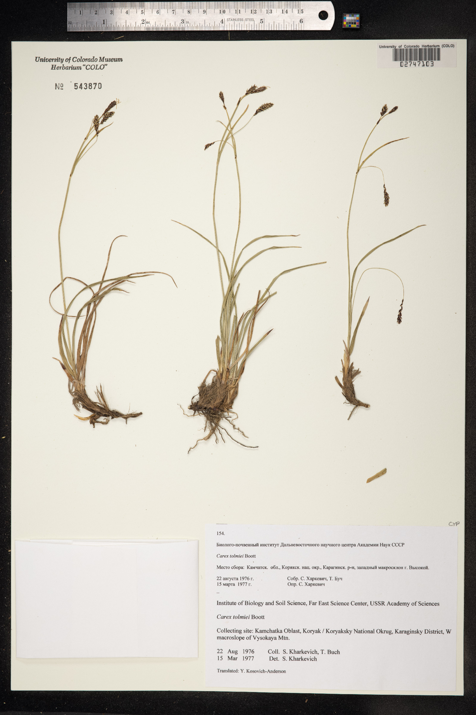 Carex microchaeta image