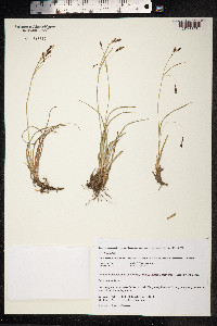 Carex microchaeta image