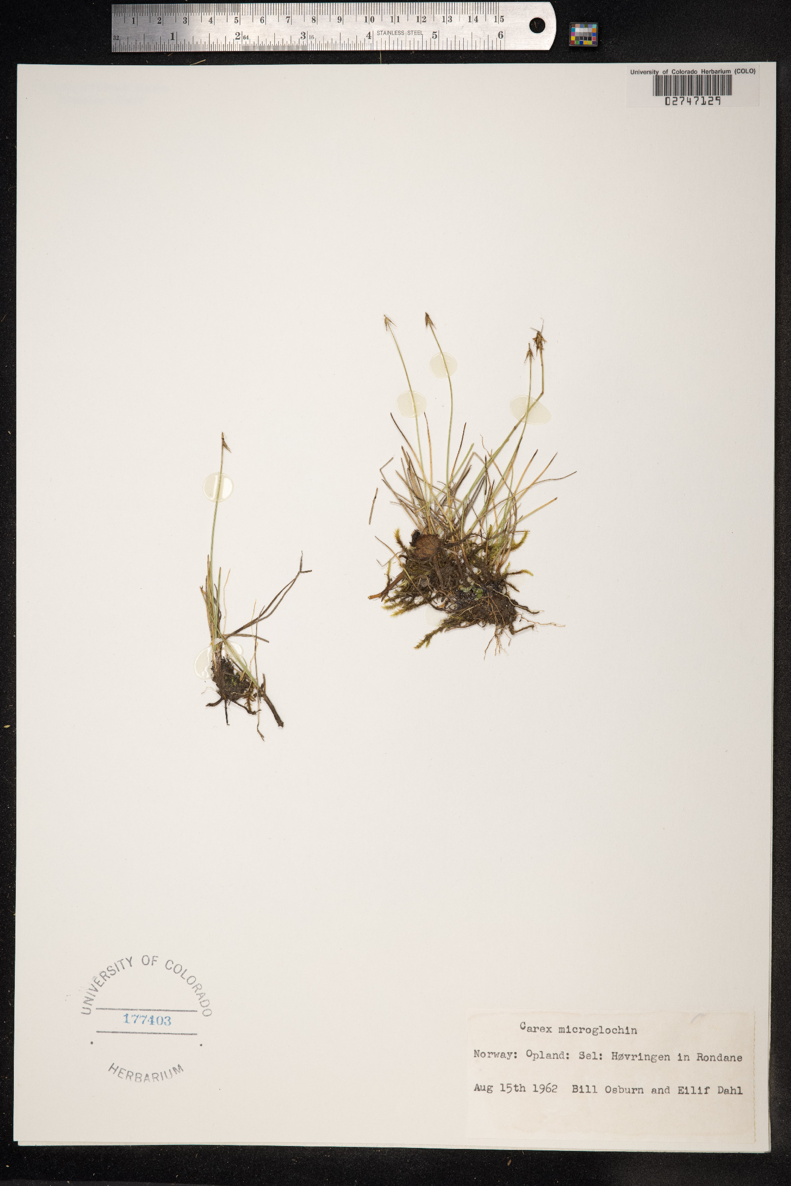 Carex microglochin image