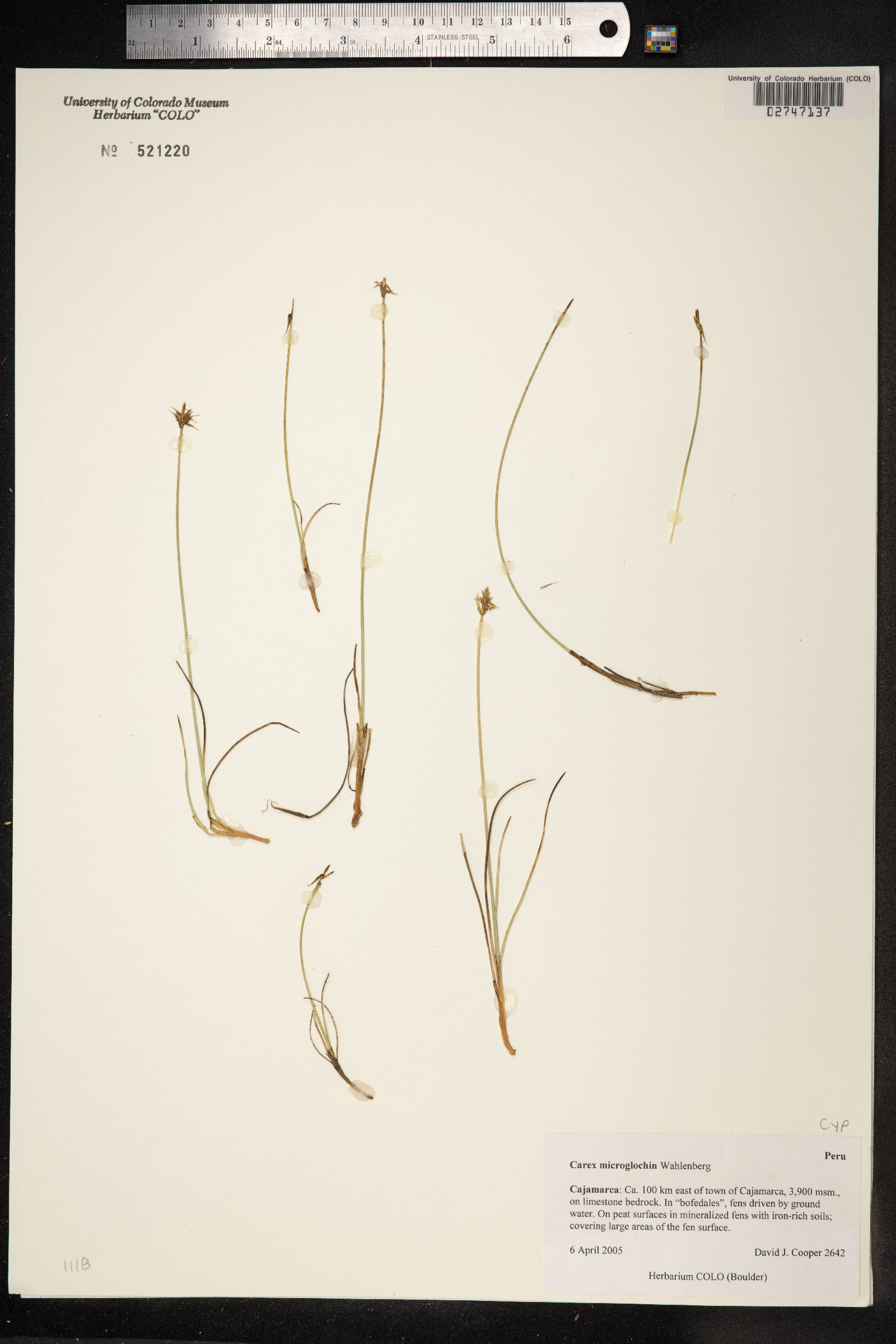 Carex microglochin image