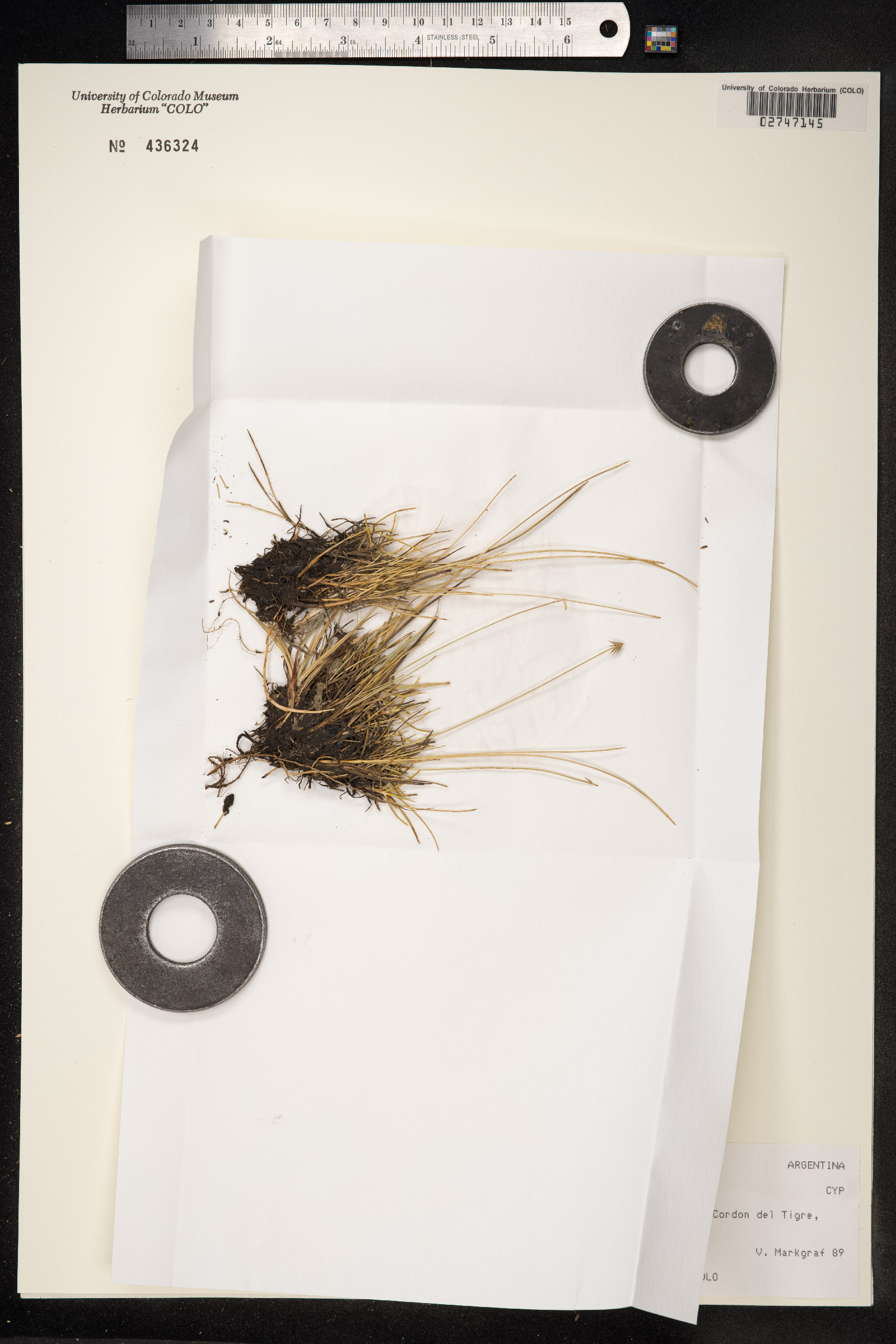 Carex microglochin image