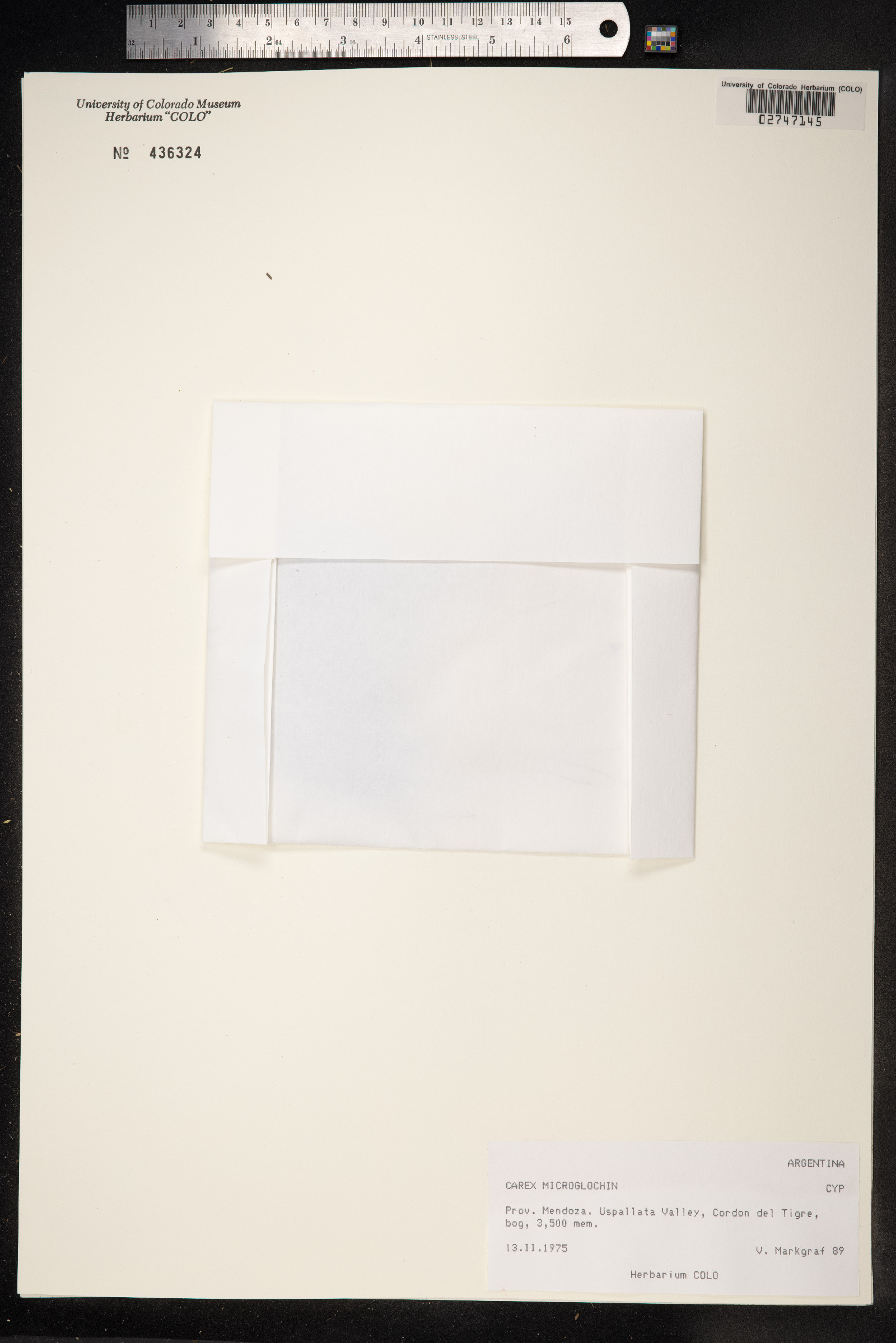 Carex microglochin image