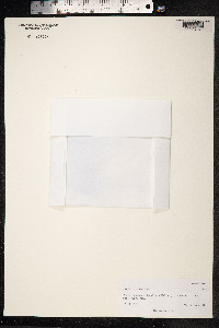 Carex microglochin image