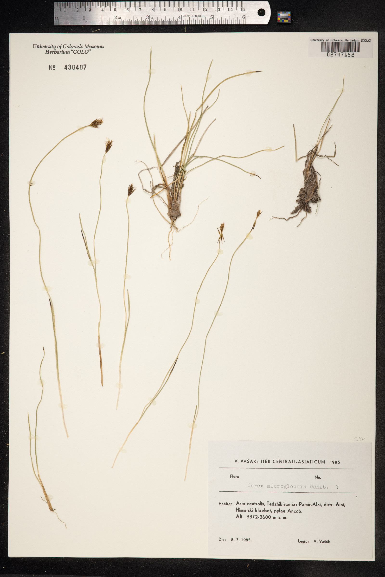 Carex microglochin image