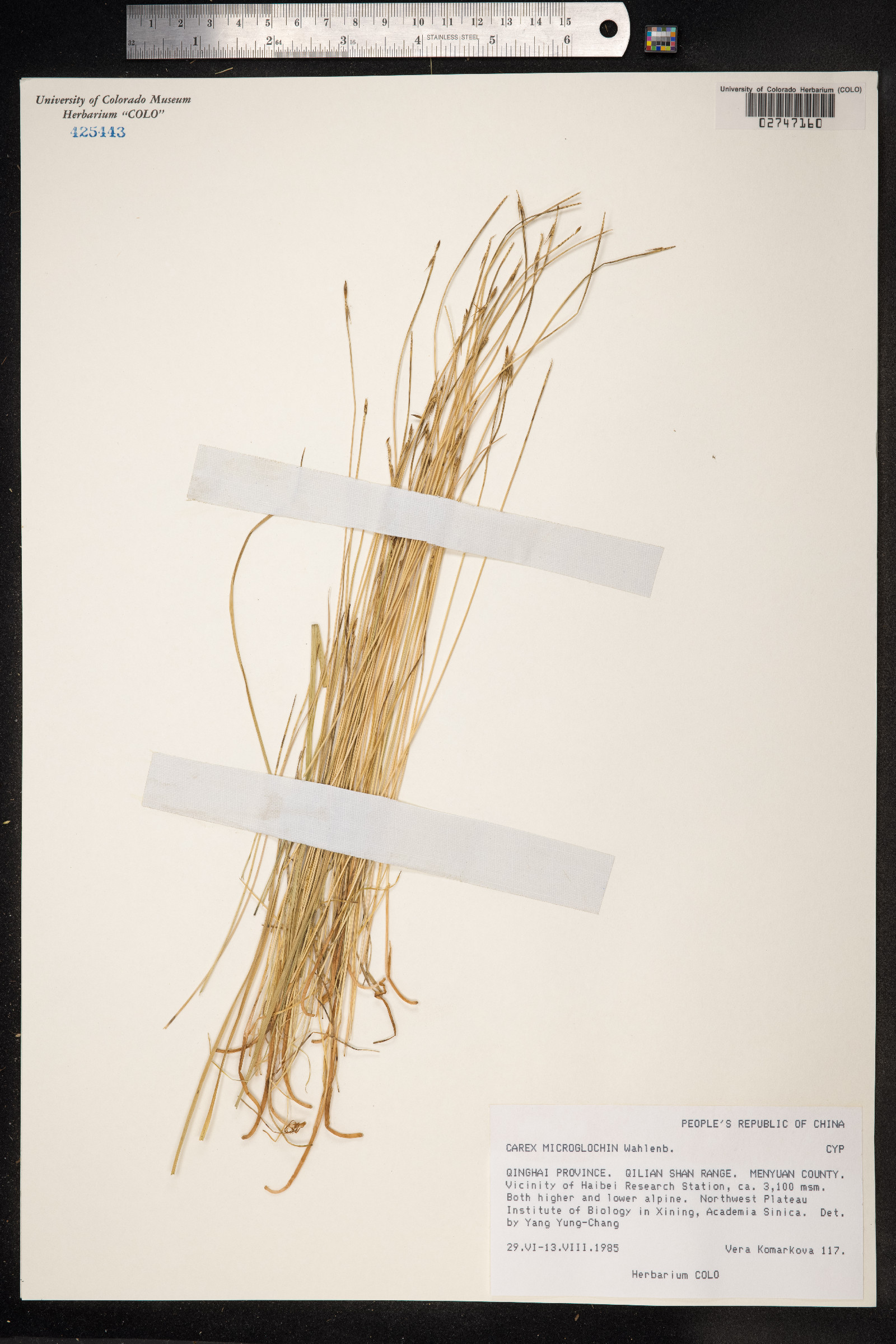 Carex microglochin image