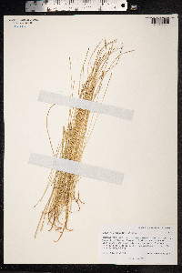 Carex microglochin image