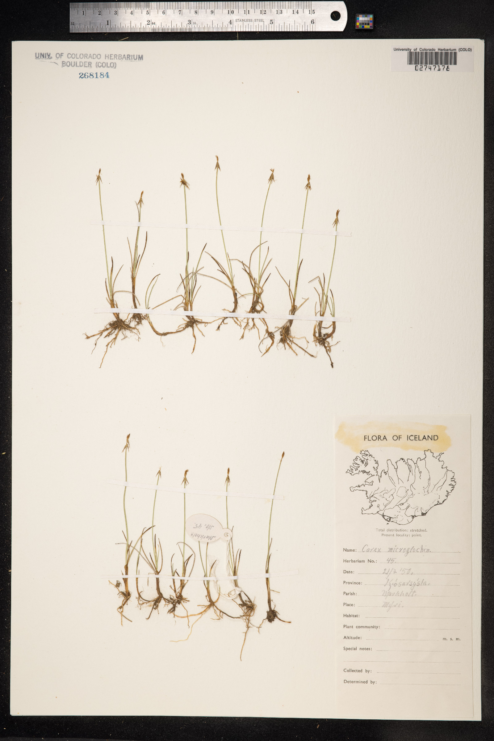 Carex microglochin image