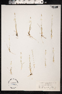 Carex microglochin image