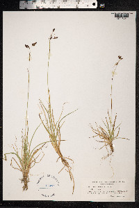 Carex fuliginosa image