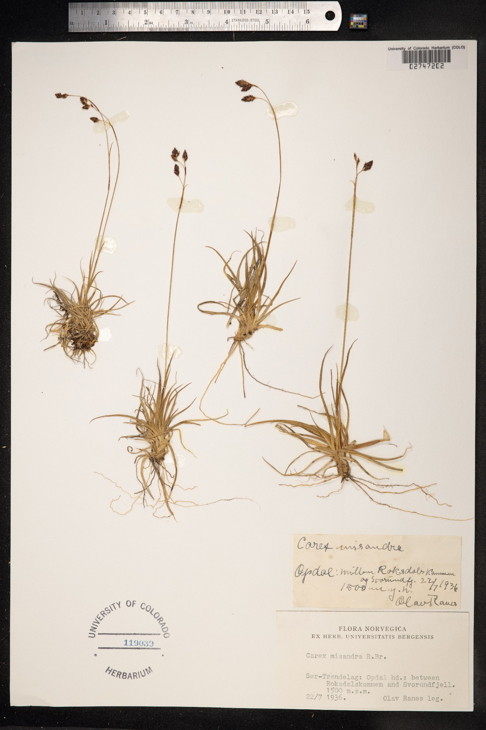 Carex fuliginosa image