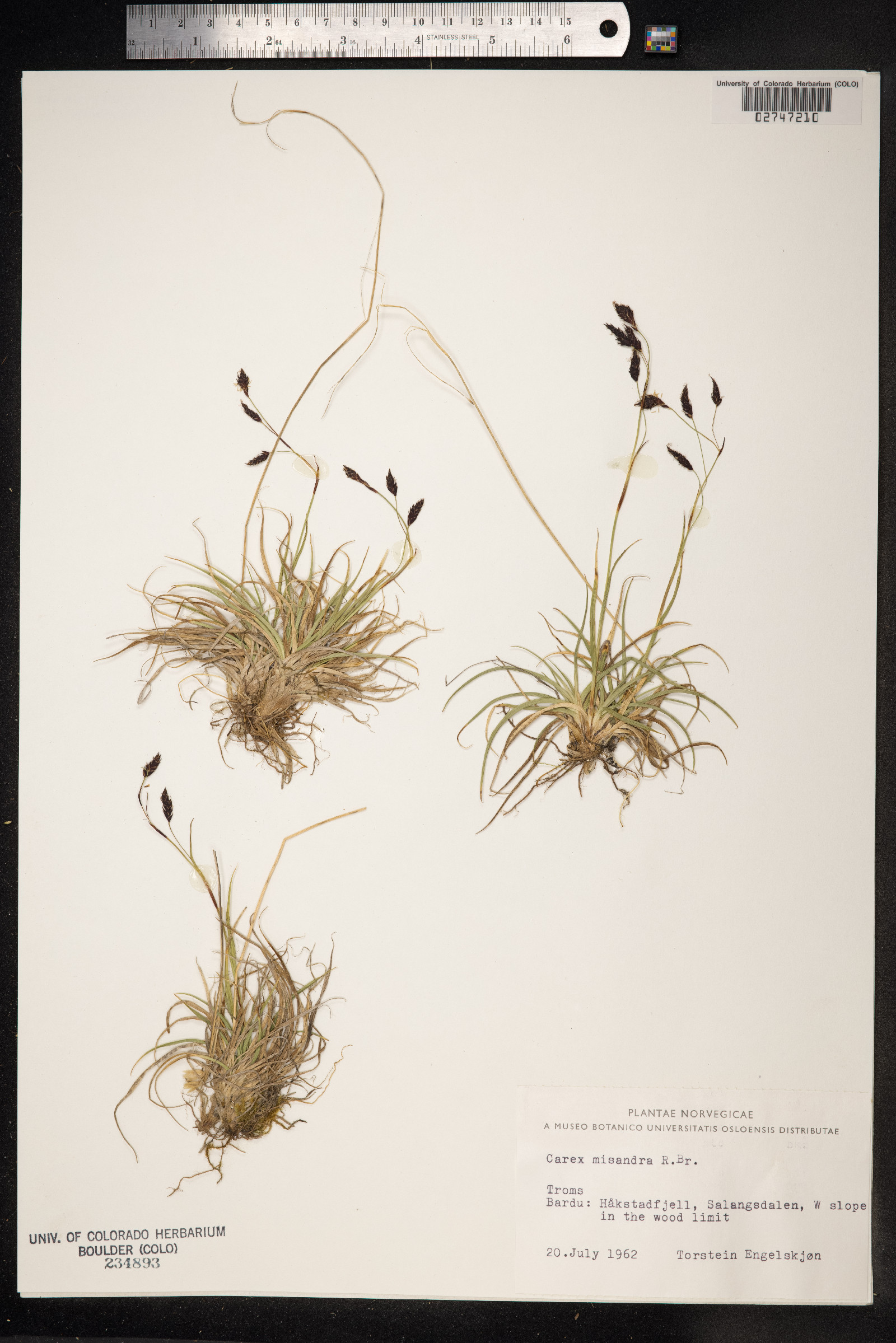 Carex fuliginosa image