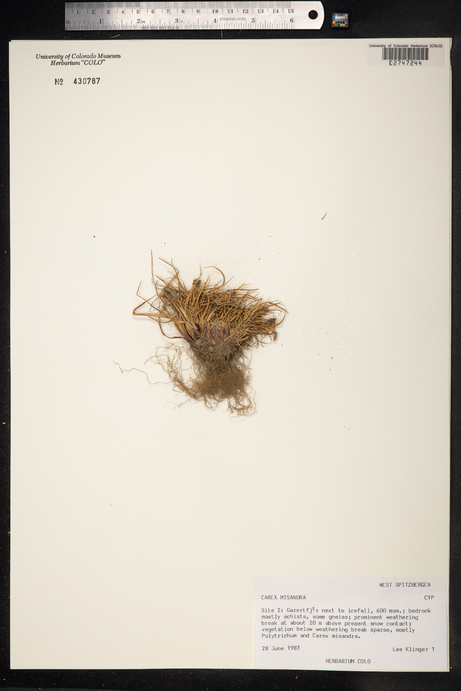 Carex fuliginosa image