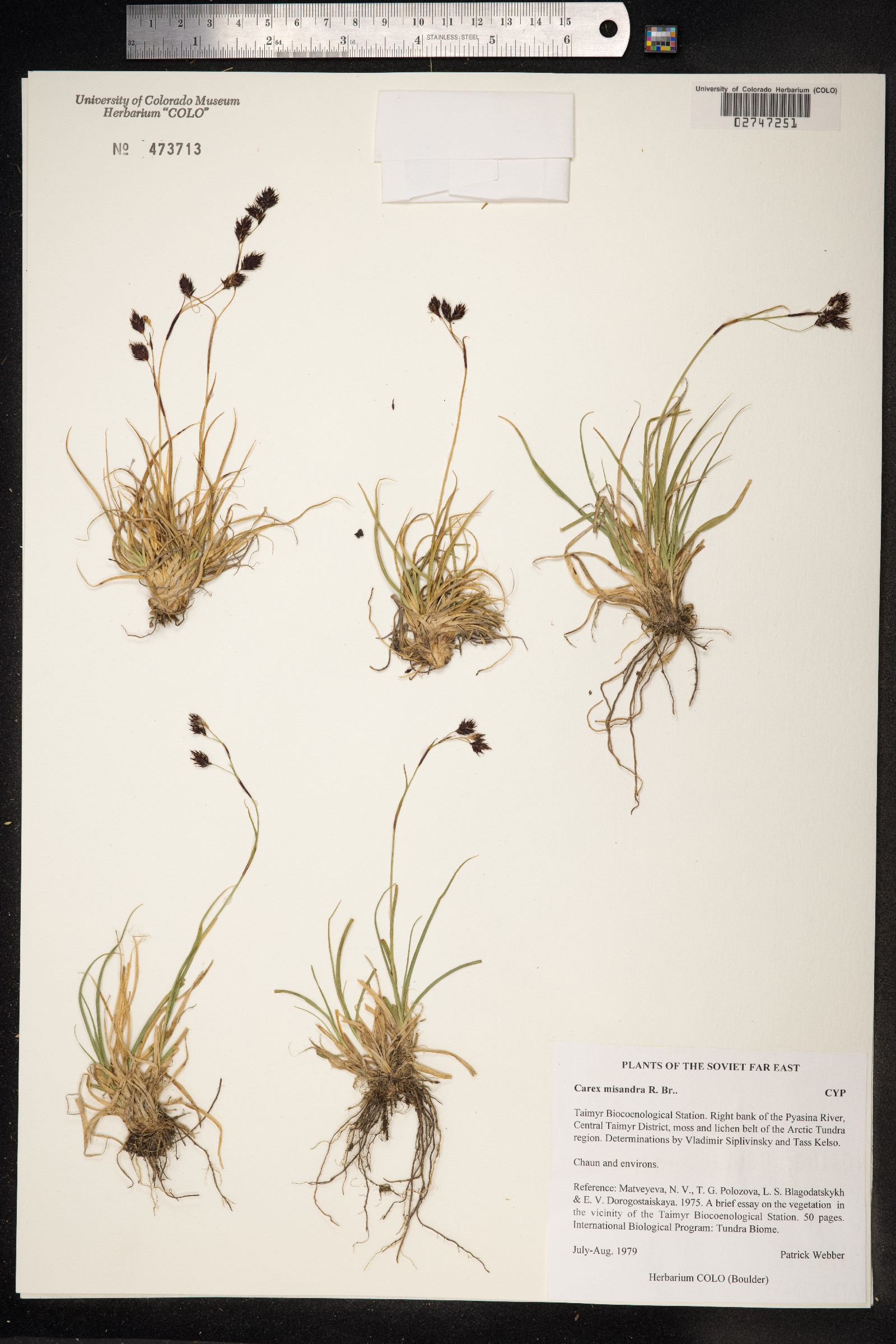 Carex fuliginosa image