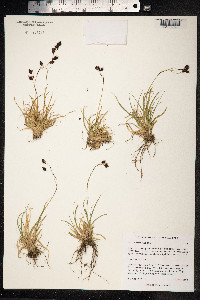 Carex fuliginosa image