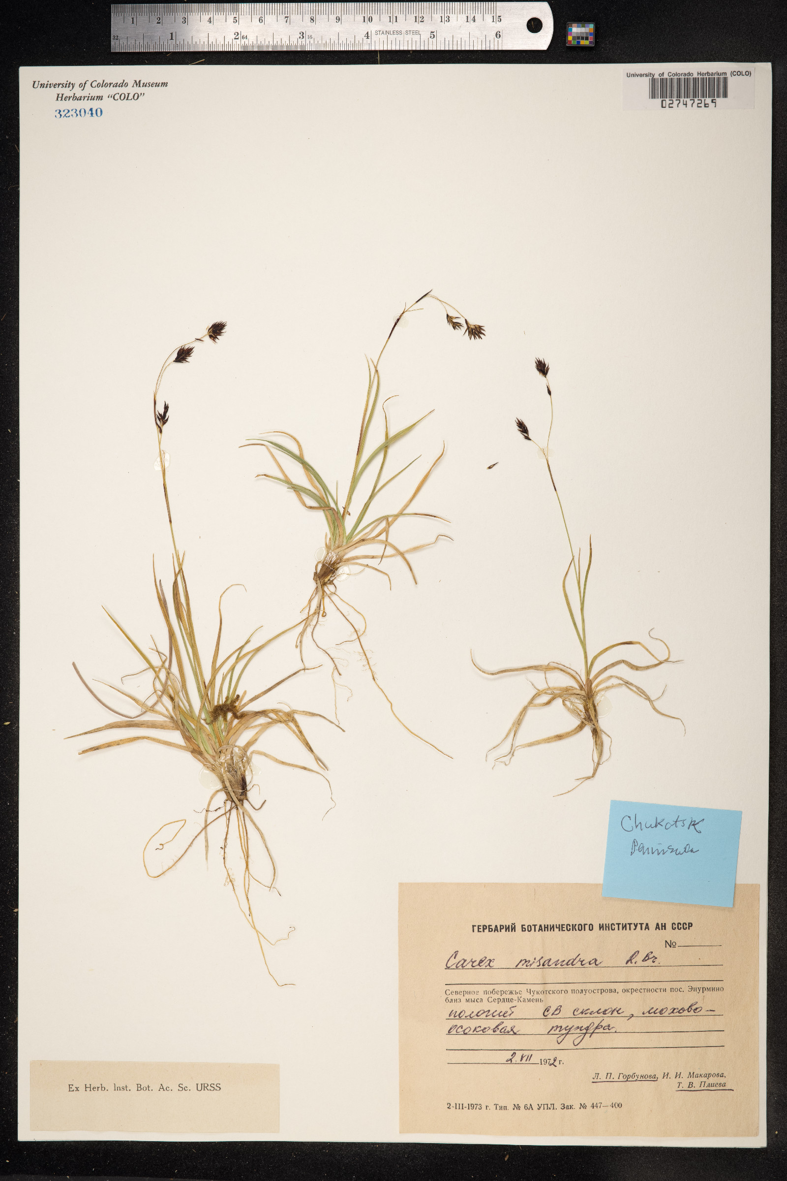 Carex fuliginosa image