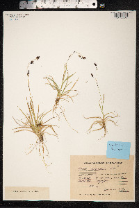 Carex fuliginosa image