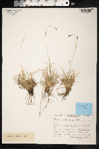 Carex fuliginosa image