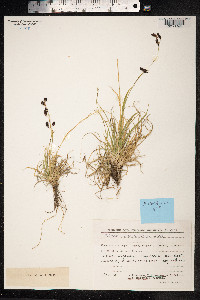 Carex fuliginosa image