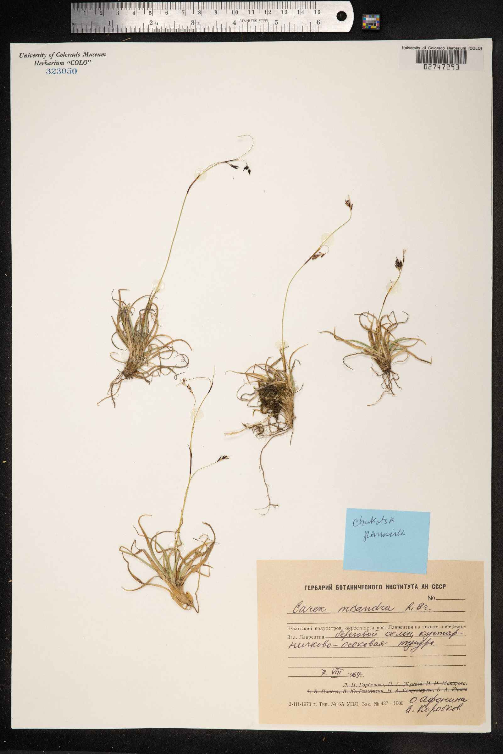 Carex fuliginosa image