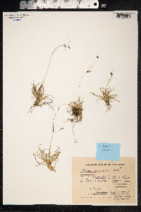 Carex fuliginosa image
