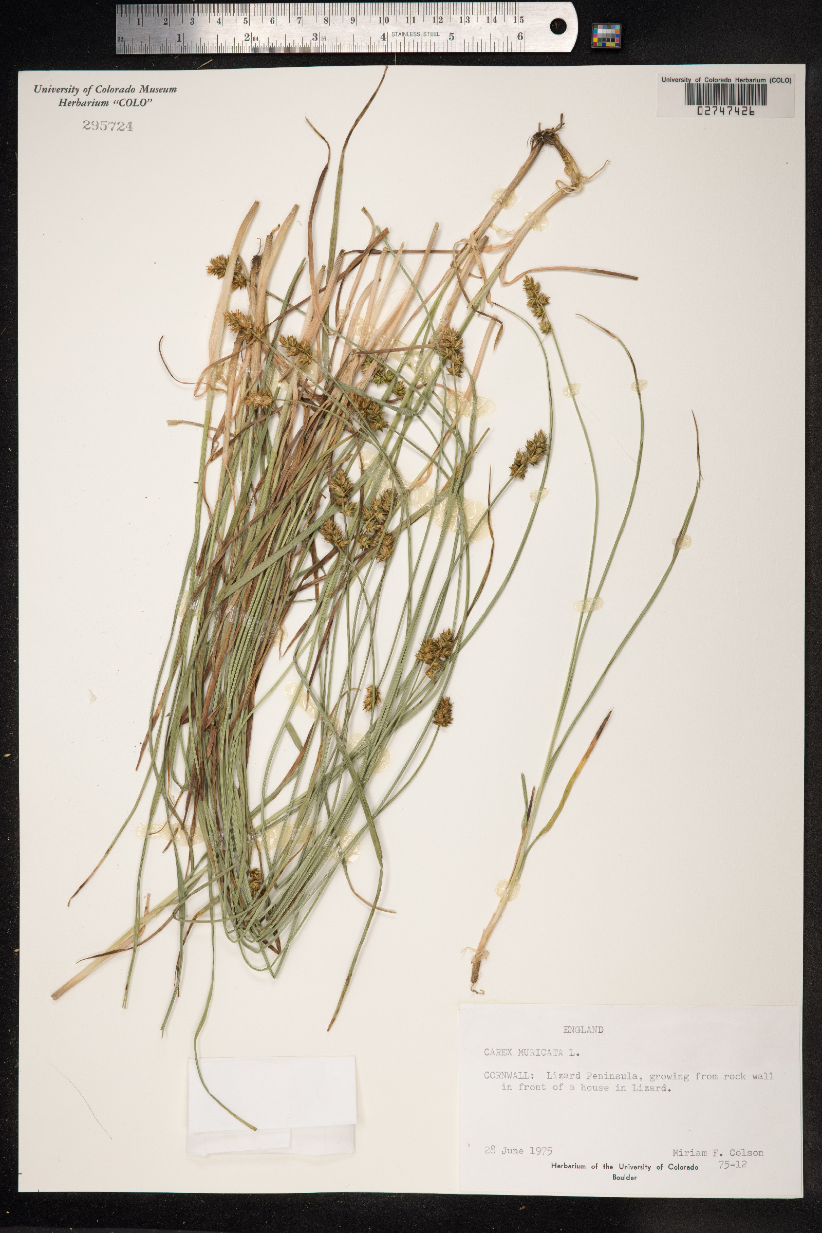 Carex muricata image