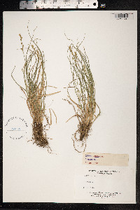 Carex muricata image