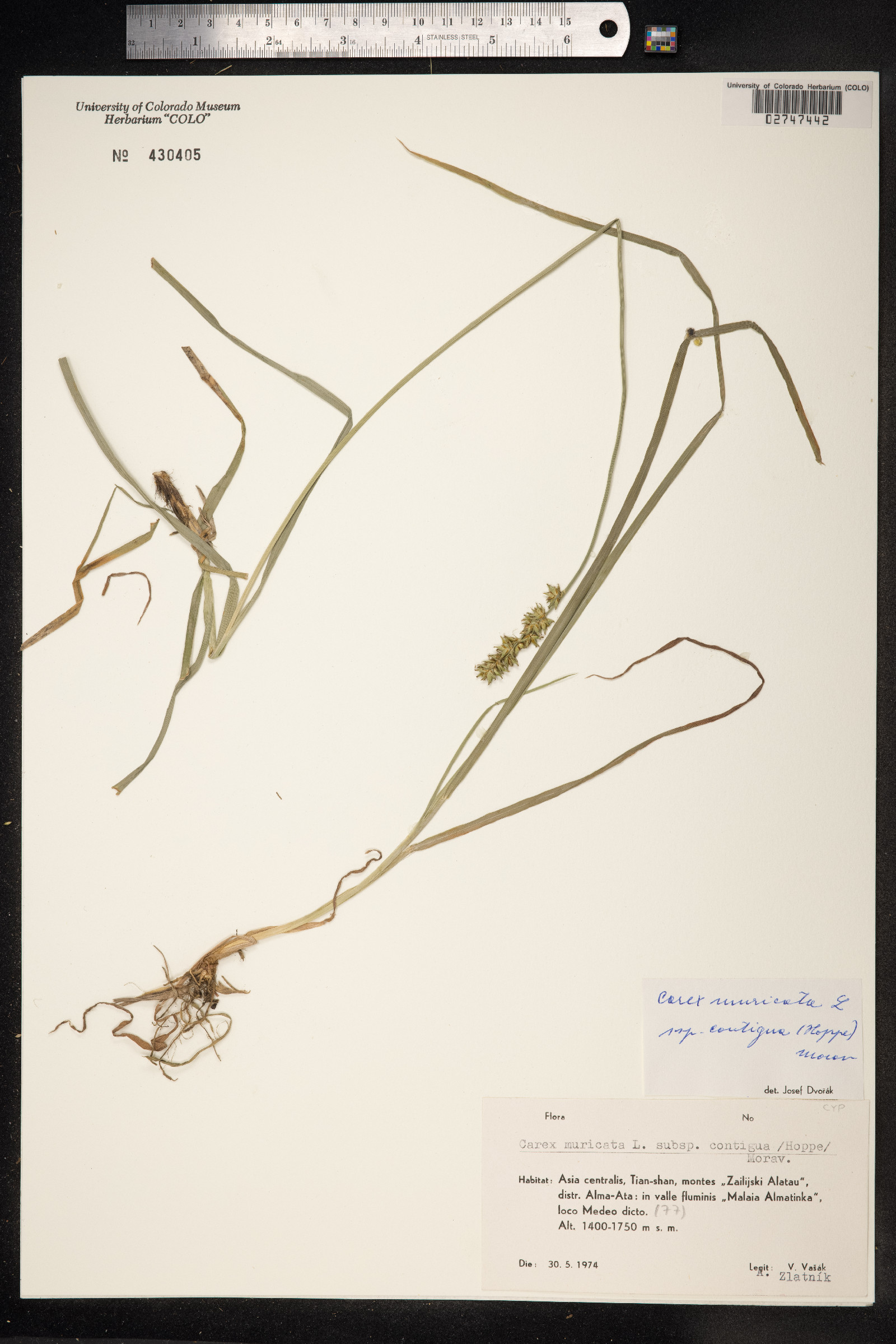 Carex muricata image