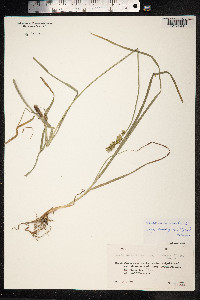 Carex muricata image