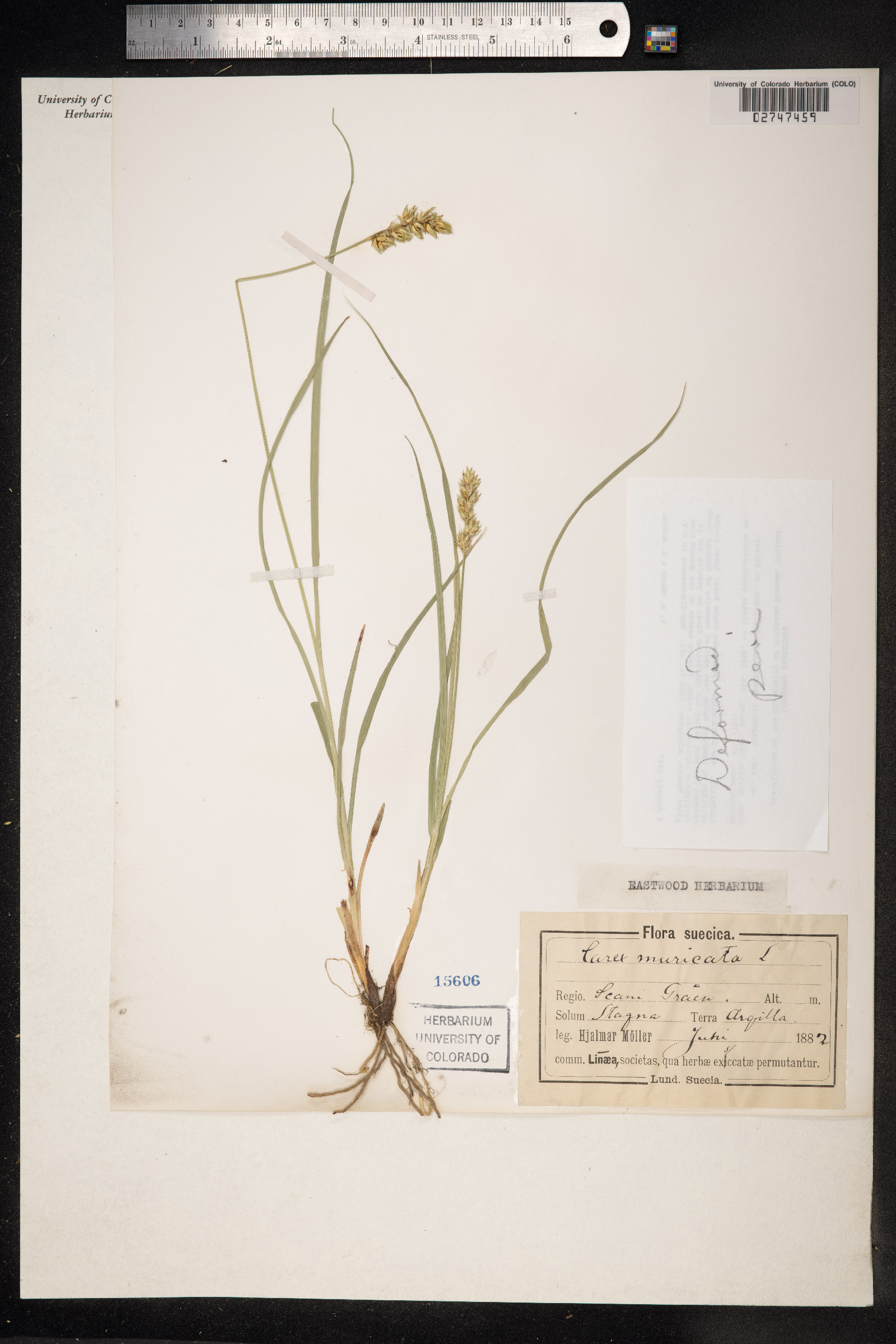 Carex muricata image