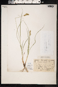 Carex muricata image