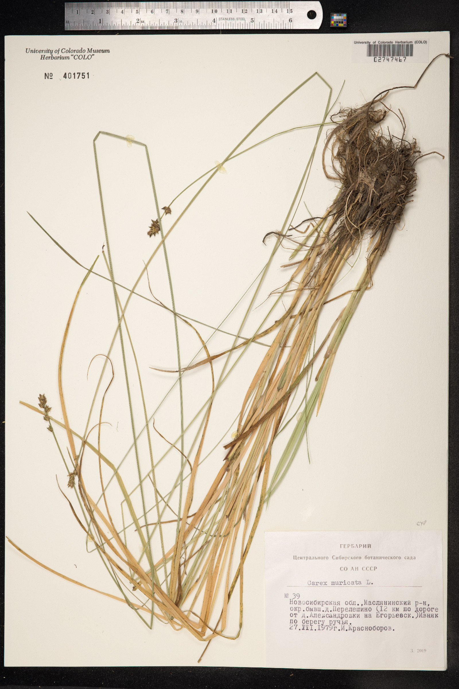 Carex muricata image