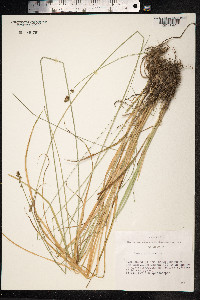 Carex muricata image