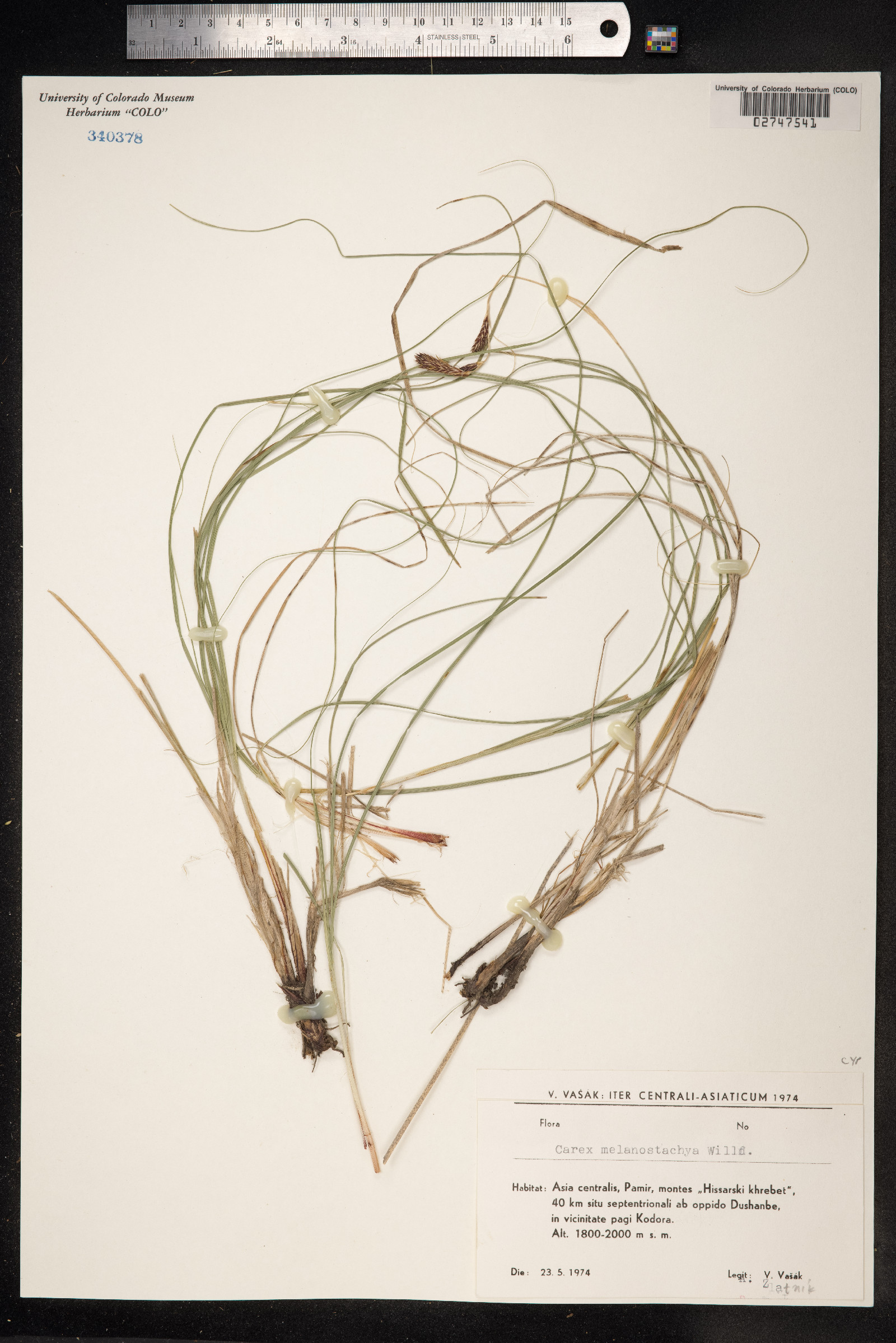 Carex melanostachya image