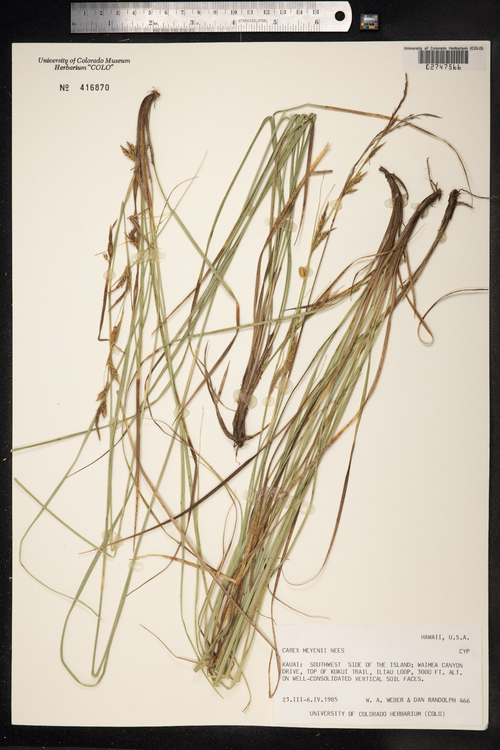 Carex meyenii image