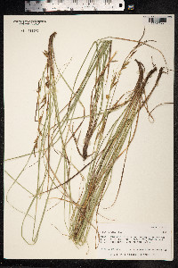 Carex meyenii image