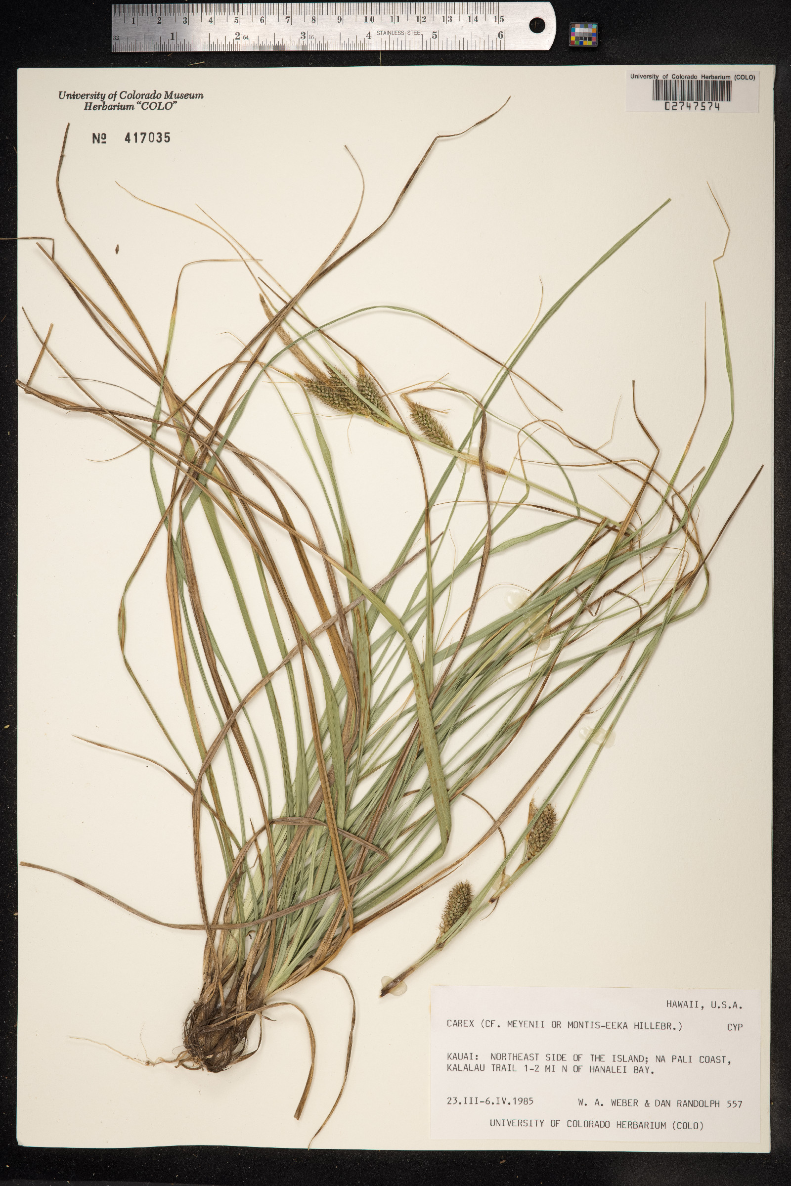 Carex meyenii image