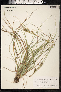 Carex meyenii image