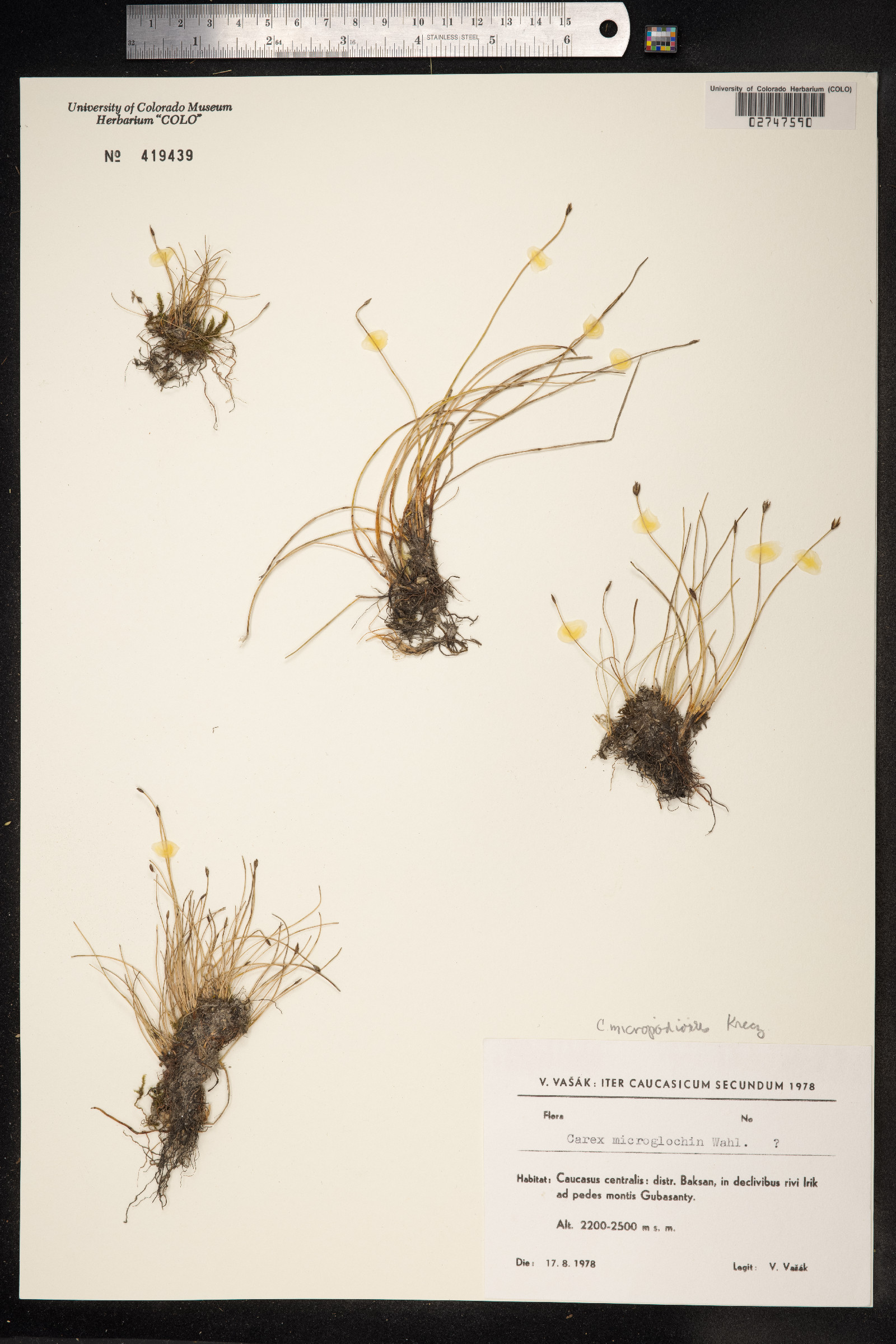 Carex microglochin image