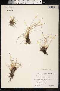 Carex microglochin image