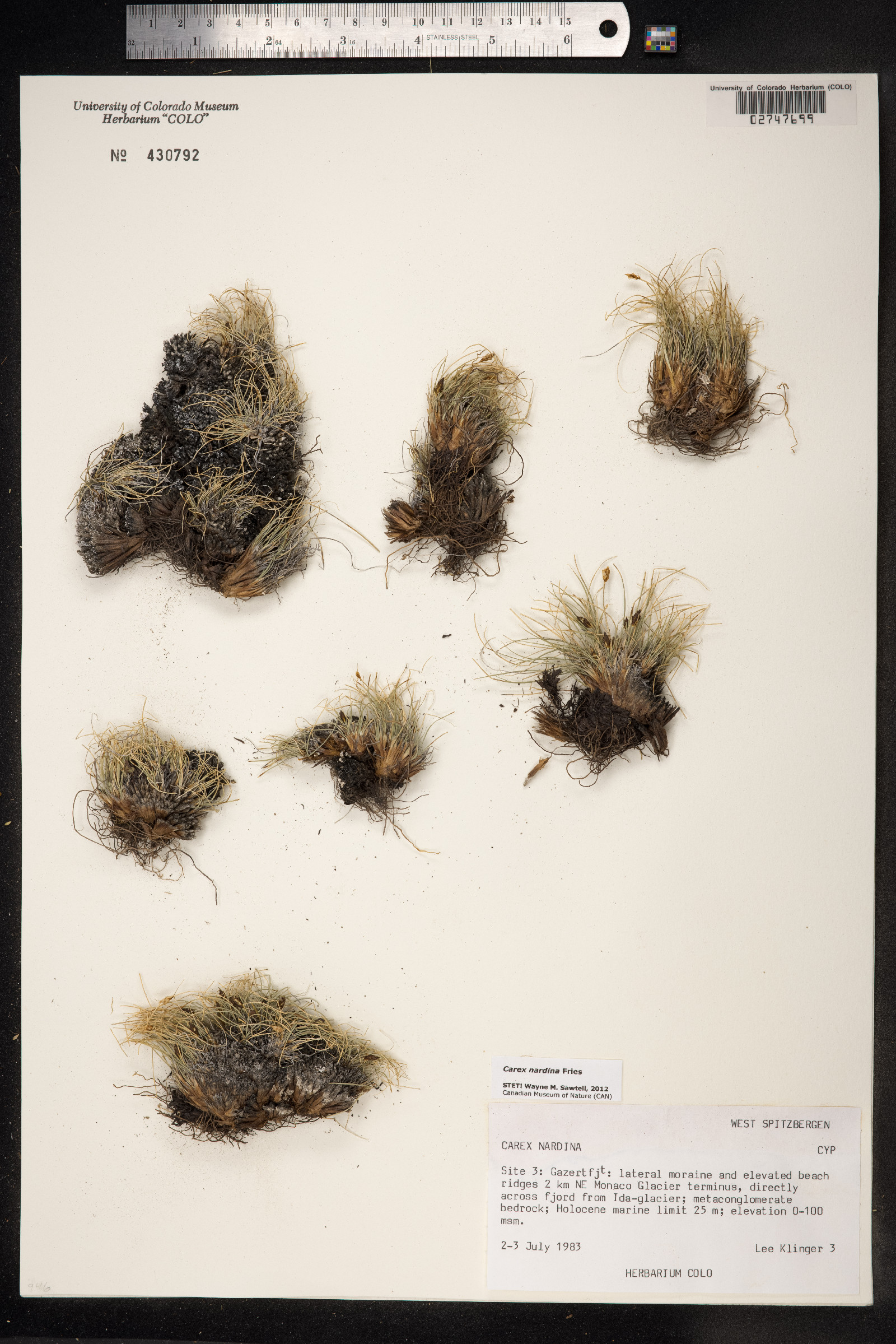 Carex nardina image