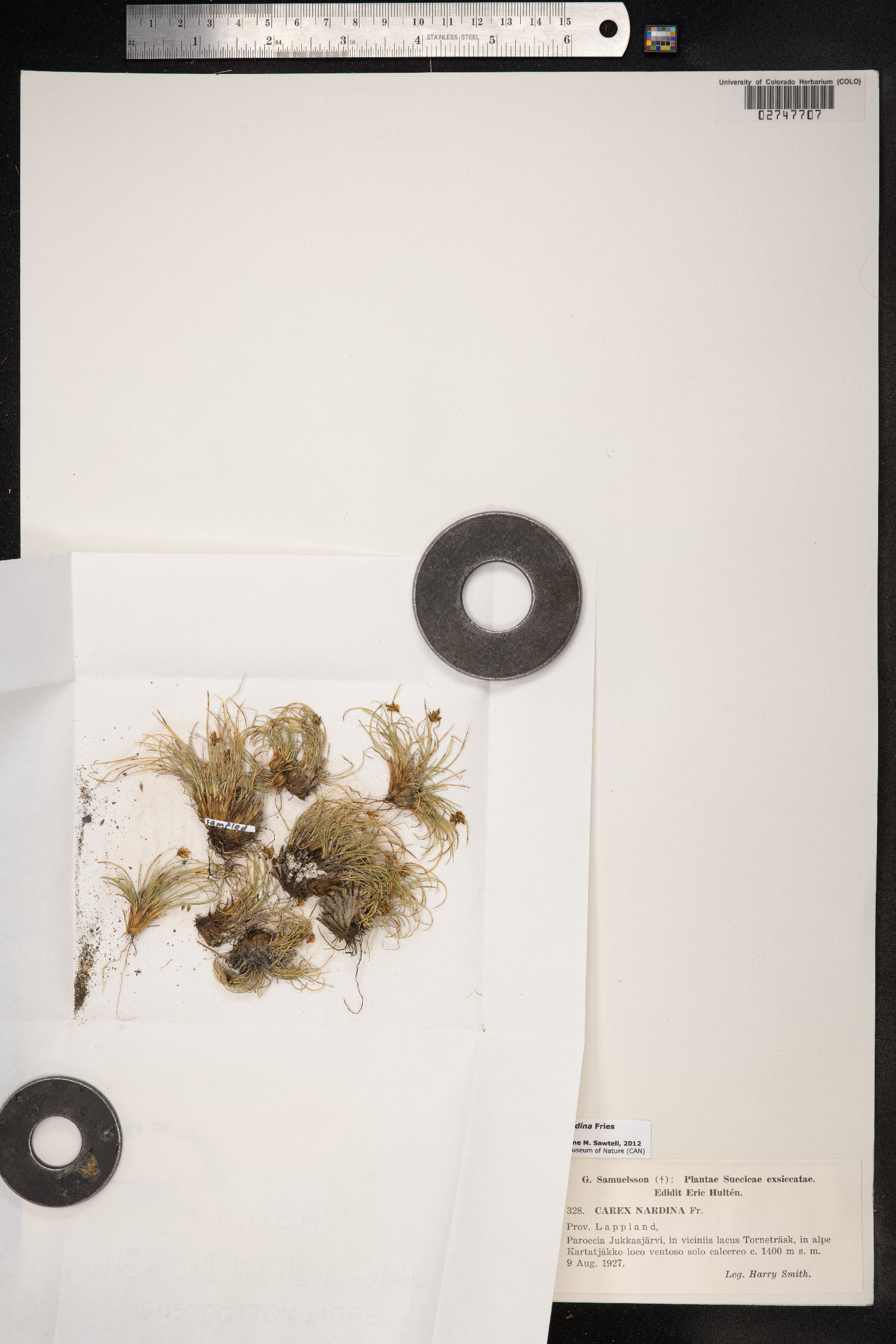 Carex nardina image