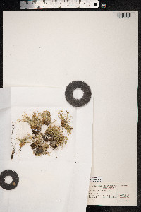 Carex nardina image