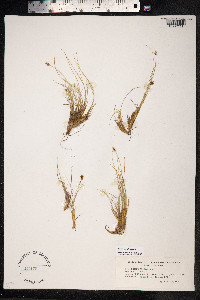 Carex nardina image