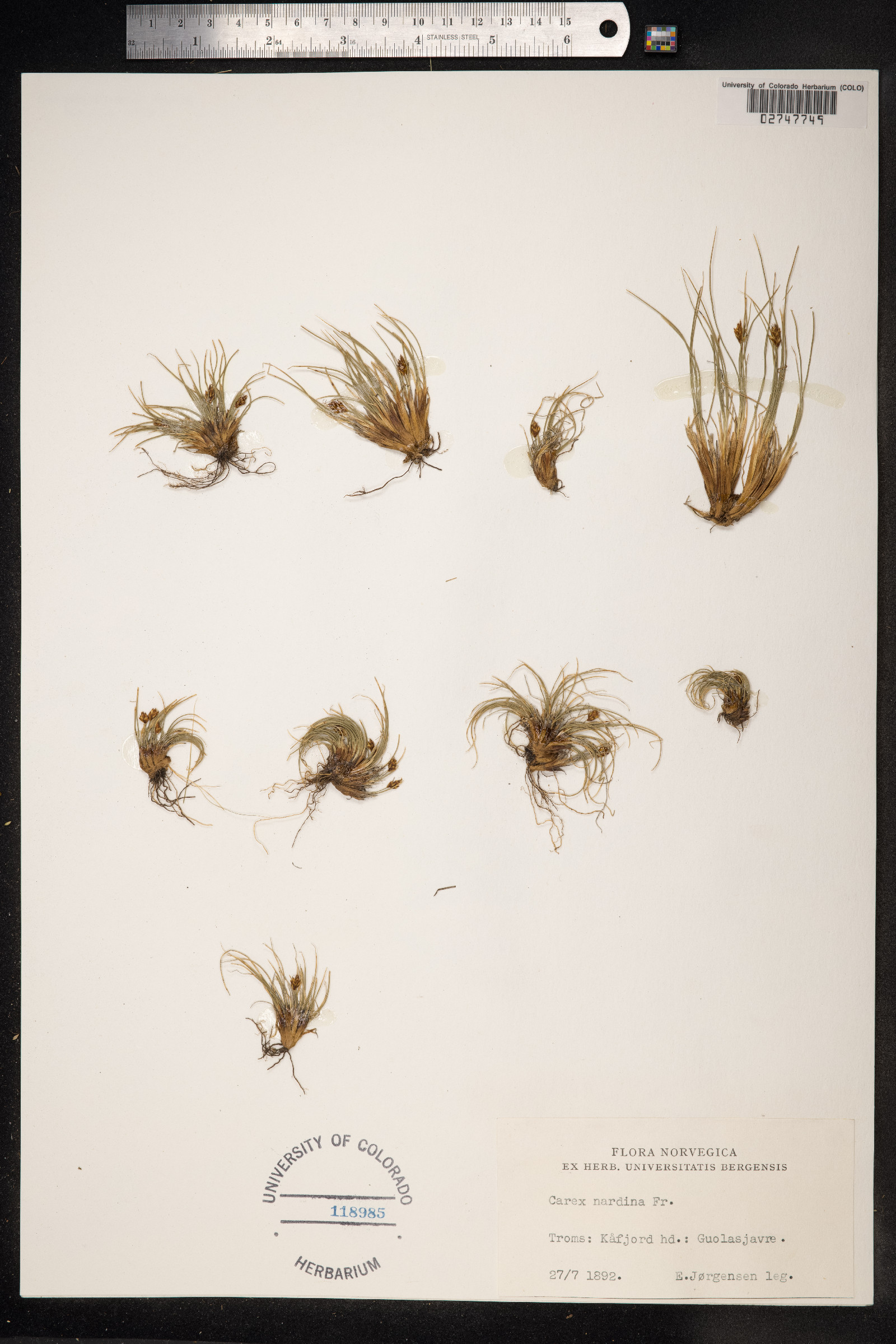 Carex nardina image