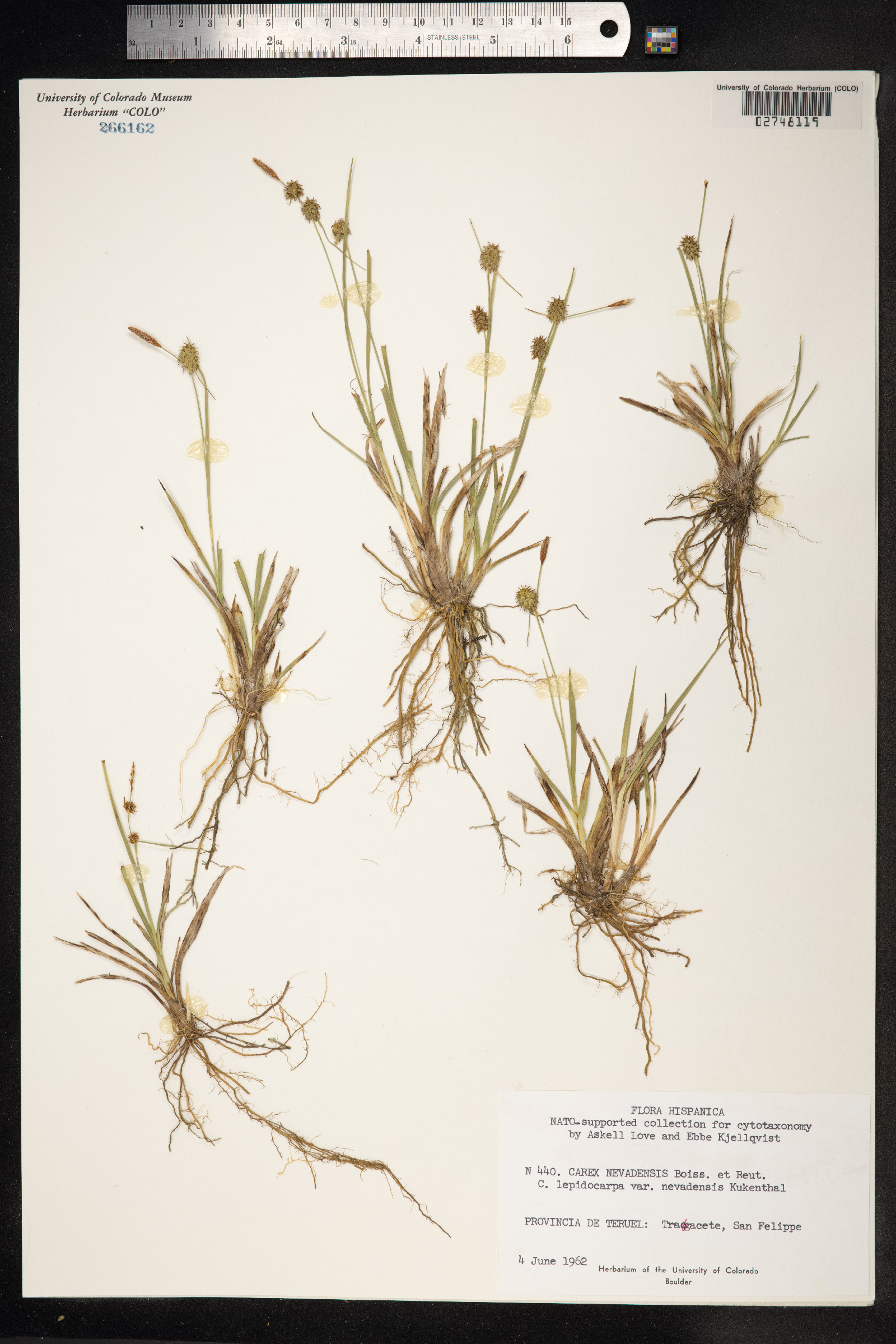 Carex nevadensis image