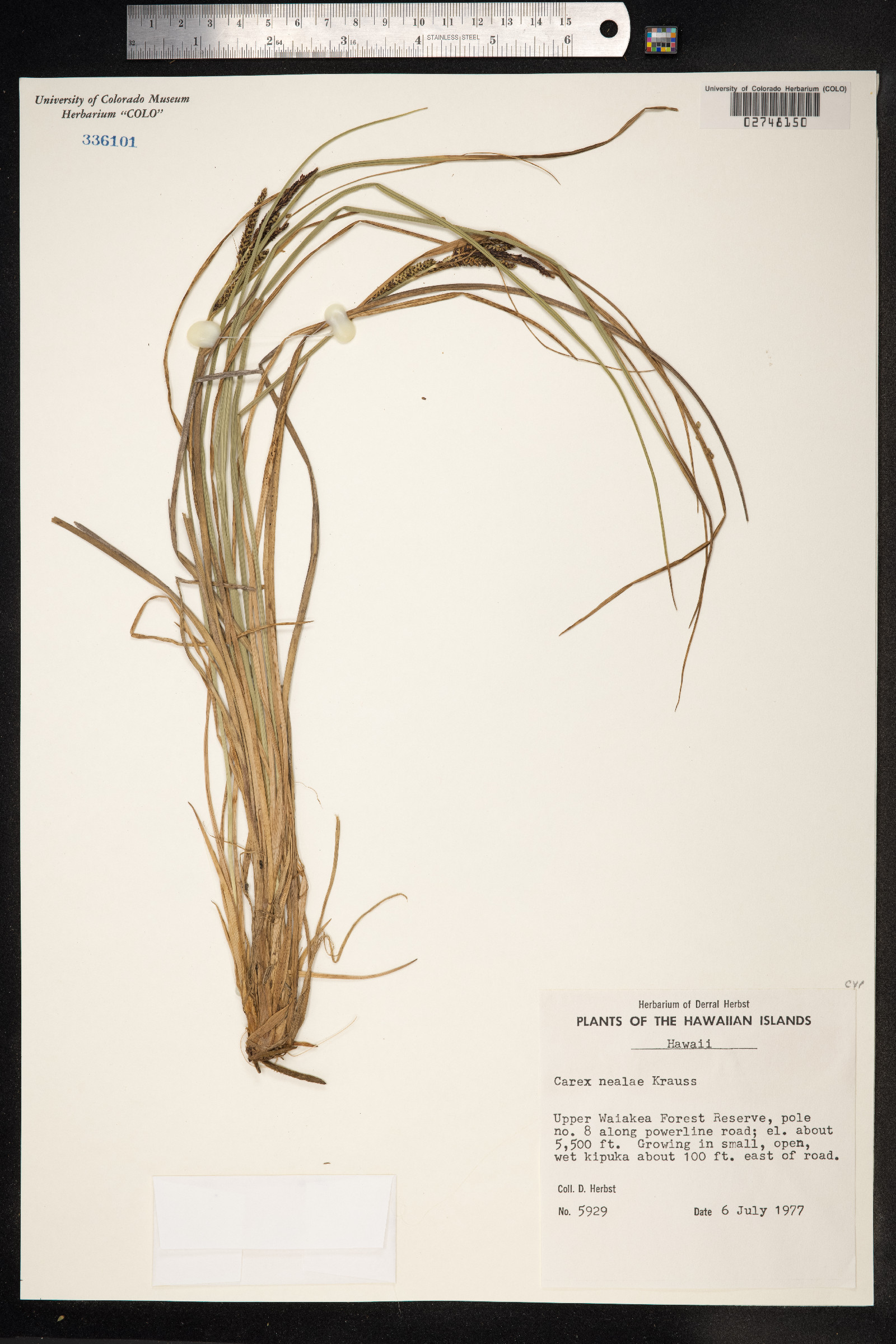 Carex thunbergii image
