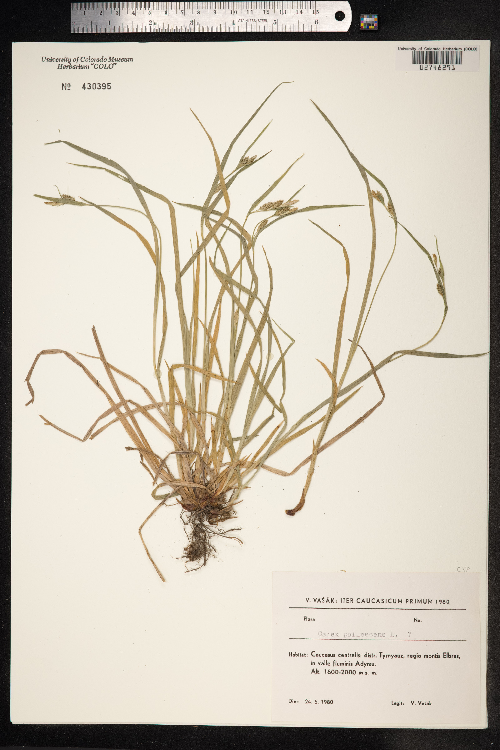 Carex pallescens image