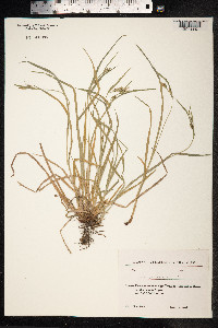 Carex pallescens image