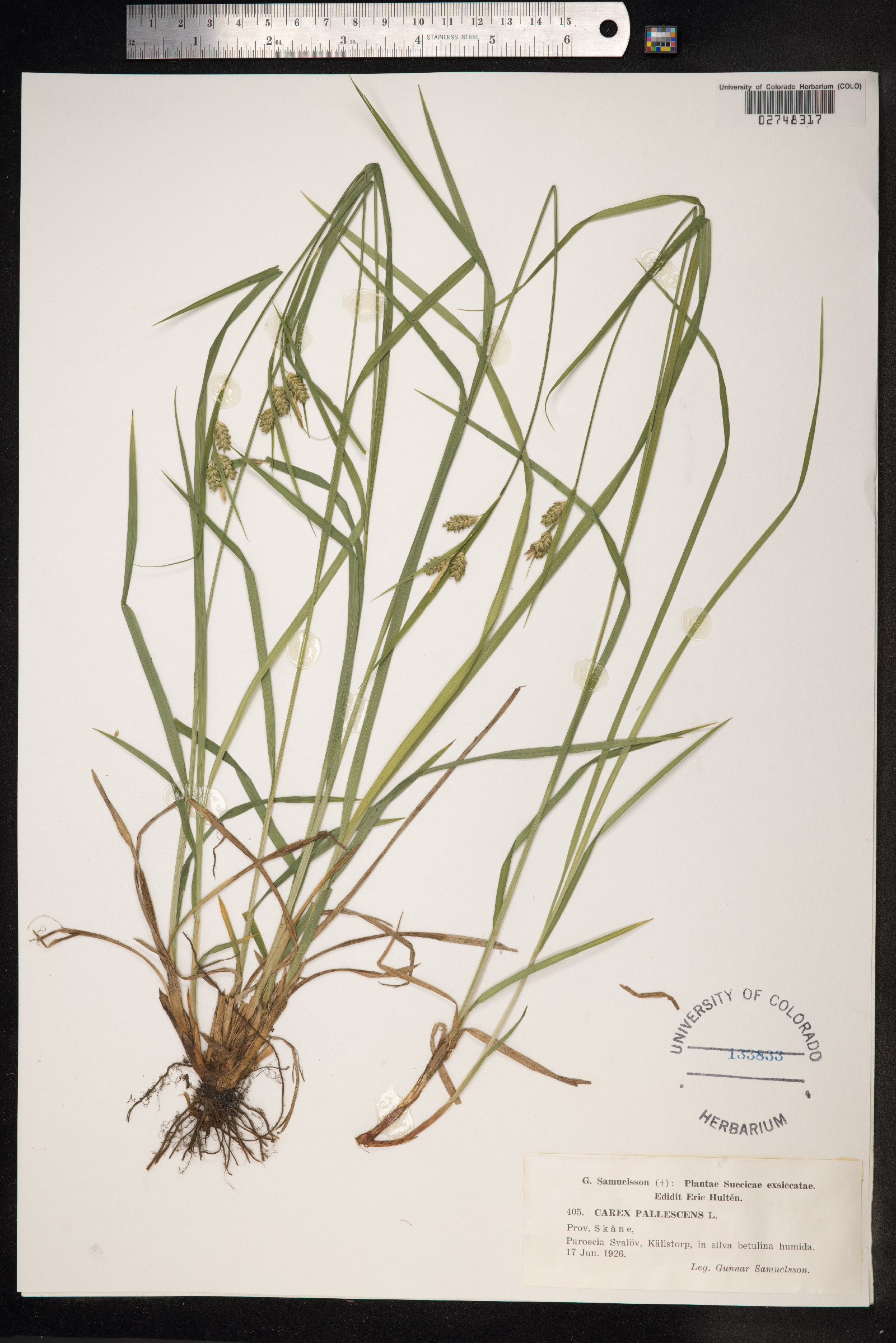 Carex pallescens image